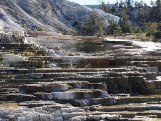 Rising Travertine Terraces and Pine Trees in Yellowstone