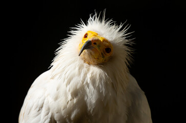 Obraz premium A close-up of a vulture against a black background. A large predator perched on a branch in the wild. African birds.