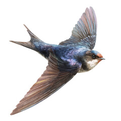 A watercolor painting of Swift, vector illustration on white background.