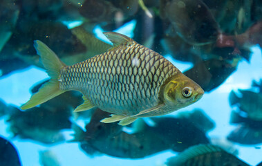 Fototapeta premium fish in aquarium