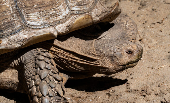 A Sulcata tortoise (Centrochelys sulcata) rests on the sandy ground, its thick, textured shell and sturdy limbs catching the warm sunlight.