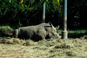 An African rhino rests in a zoo © 光画社 (Kōgasha)