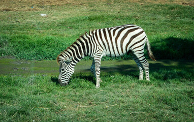 Naklejka premium A zebra grazes quietly on a sunlit patch of grass, its bold black and white stripes standing out against the green landscape