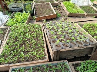 growing tomato, cucumber, and pepper seedlings in boxes in a greenhouse