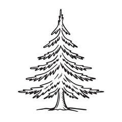 Obraz premium Hand drawn sketch of a tall evergreen pine tree