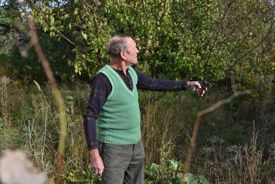 Senior man standing in an overgrown garden while holding pruning shears, examining nearby trees and vegetation as part of seasonal outdoor maintenance surrounded by natural greenery and autumn light