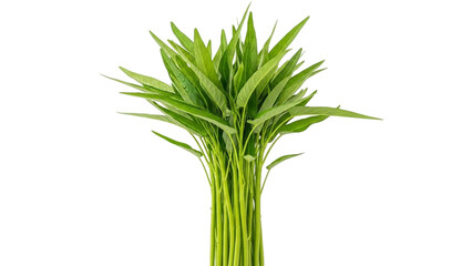 Fresh bundle of vibrant green water spinach, also known as morning glory, with long slender stems and pointed leaves, often used in Asian cuisine for its crisp texture and mild flavor