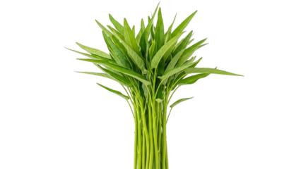 Fresh bundle of vibrant green water spinach, also known as morning glory, with long slender stems and pointed leaves, often used in Asian cuisine for its crisp texture and mild flavor