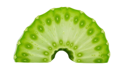 Vibrant green cross section of cactus, showcasing its unique radial pattern and texture. image highlights natural beauty and intricate details of plant structure