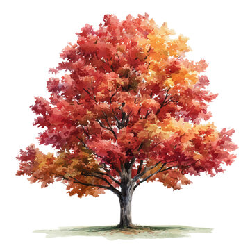 Watercolor vector illustration of Sugar Maple Tree, isolated on white background.