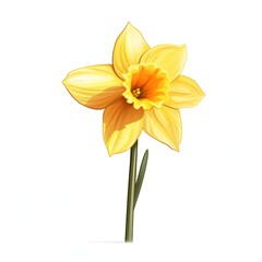 Fototapeta premium Beautiful yellow daffodil flower on a white background in bright light