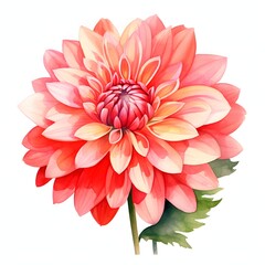 Fototapeta premium Watercolor dahlia flower with vibrant color gradient isolated on white