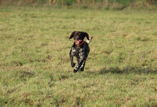 Jeune chienne de race Musterlander &agrave; la chasse au li&egrave;vre.