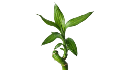 Vibrant green bamboo sprout emerges from a dark background