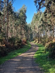 Eucalyptus forest on the Camino de Santiago de Compostela.