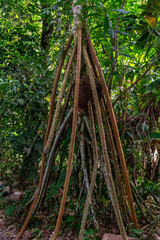 Palmera Socratea exorrhiza de la selva peruana, con ra&iacute;ces a&eacute;reas elevadas en el bosque tropical de Tingo Mar&iacute;a, rodeada de vegetaci&oacute;n densa.