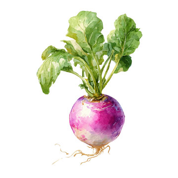 Turnip, watercolor painting, vector illustration, isolated on a white background.