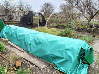 An example of winter shelter for fig bushes: bend the branches to the ground, insert arches into the ground and cover them with plastic wrap.