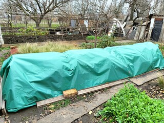 An example of winter shelter for fig bushes: bend the branches to the ground, insert arches into the ground and cover them with plastic wrap.