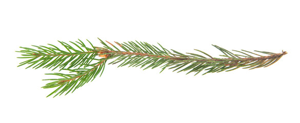 Christmas tree branch isolated on white background.