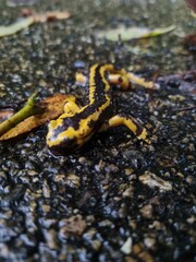Galician Fire Salamander, Salamandra salamandra bernardezi
