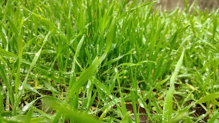 Fresh green grass with water droplets in morning sunlight, close-up macro view of wet lawn blades with dew