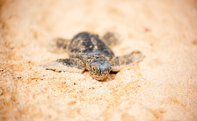 A small baby sea turtle crawls along the sandy shore towards the ocean to survive. The turtle hatched on the island of Sri Lanka. New life, saving the population, the way forward to a new life.
