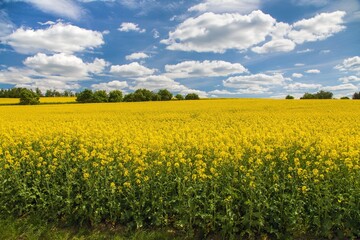 Obraz premium Rapeseed, canola or colza field in Latin Brassica Napus