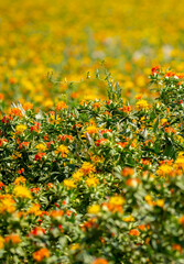 Fototapeta premium Blooming orange safflower close-up. Safflower fields against the backdrop of mountains. Industrial cultivation of safflower for oil production.