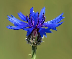 cornflower or bachelors button in latin Centaurea cyanus