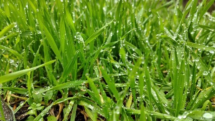 Green Grass Blades With Water Drops Sunlight, Morning Dew On Fresh Green Law
