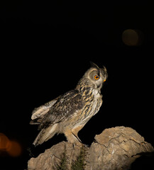 BUHO REAL (Bubo bubo)