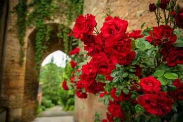 Ein üppiger Rosenstrauch mit leuchtend roten Blüten rankt sich vor dem verwinkelten Stadttor des mittelalterlichen Rosendorfs Limeuil empor.