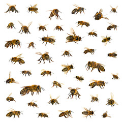 bee or honeybee in Latin Apis Mellifera set isolated