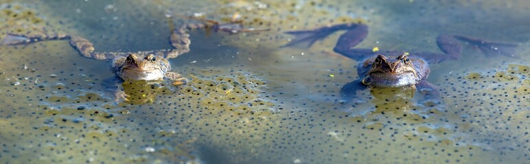 European Common brown Frog Rana temporaria frogs eggs