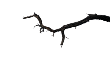Dead, Dry, and Jagged Tree Branch Silhouette Isolated on White Background for Design Elements and Nature Concepts