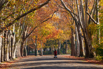 A city park on a bright autumn morning, sunlight and shadows, yellow and golden autumn leaves on the trees, beautiful nature. © soleg