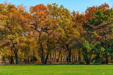 Fototapeta premium city park on a bright autumn morning, sunlight and shadows on a glade with green grass, yellow and golden autumn leaves on the trees as background, beautiful nature