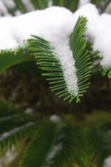 Snow and Ice Crystals on Evergreen Palm Leaf