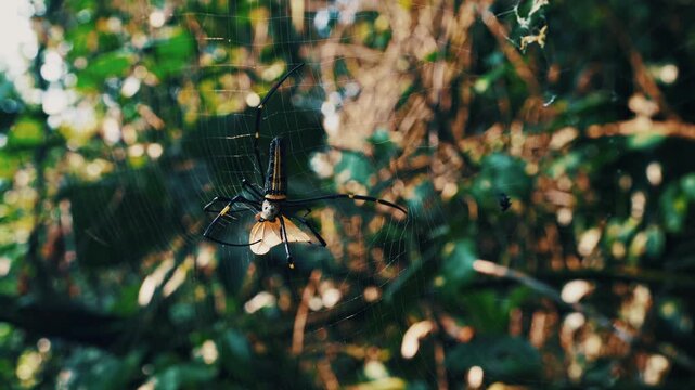 Spider in a web against tropical backdrop. Nephila pilipes spider or giant golden orb weaver