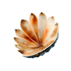 Fototapeta premium Watercolor watercolor illustration of a stylized flower petal arrangement isolated on transparent background