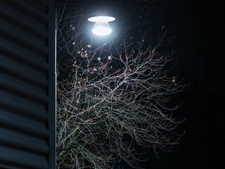 Lamp shines on bare tree in Sweden during dark night hours without other light sources illuminating the area