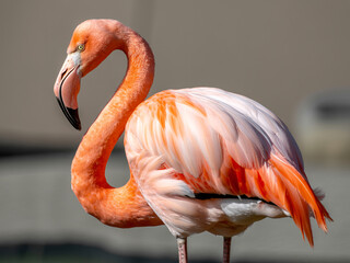Pink flamingo standing on one leg, wildlife photography, bird