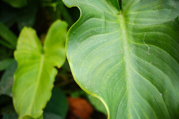 The texture of the green leaves of the Memelong plant, or "Philodendron." Closeup of the beautiful, bright leaves. © Said21 Photography 
