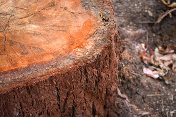 Close-up photo of the wood texture of a felled tree. Old wood in the forest.