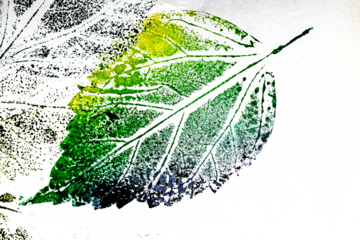 Colorful leaf print texture isolated on transparent background