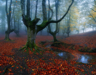 Enchanted Misty Beech Forest in Autumn
