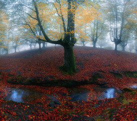 Enchanted Misty Beech Forest in Autumn