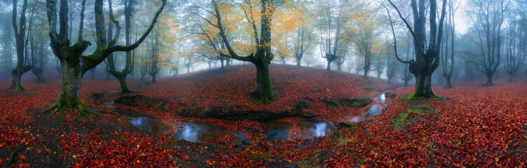 Enchanted Misty Beech Forest in Autumn