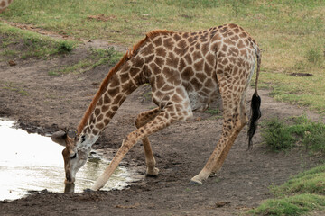 Girafe du Cap